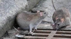 Избор на мамка за стаорци