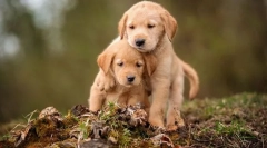 Избор на кутре