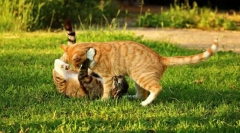 Заминување на природата со мачка