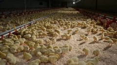 Растечки кокошки бројлери