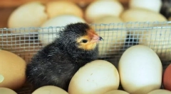 Растечки кокошки не-успех