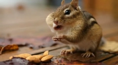 Забавни глодари