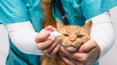 Мачка болест болест