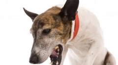 Болести на грлото