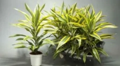 Болести и штетници на влечењето