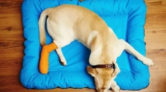 Коска, зглоб и мускулни болести