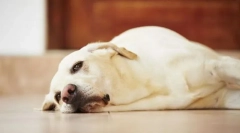 Болести за црниот дроб