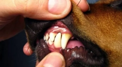 Пта празнични болести