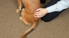 Болести на 'рбетот