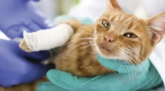 Болести на зглобовите и коските во мачки