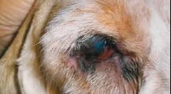 Болести на вековите и површината на очите