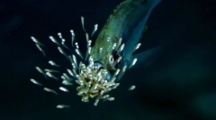 Направи риба за нивните деца грижа?