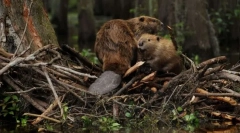 Зошто bobras гради брани?