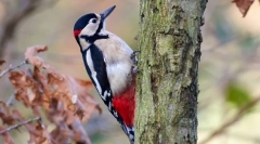 Зошто дрводекер чука на дрвото?