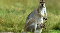 Зошто кесичка на кенгур?