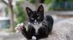 Зошто мачки влошки на шепи: основни теории