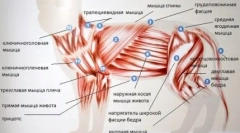 Зошто мачка опашка