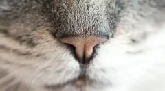 Зошто мачката е влажен нос?