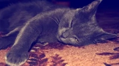 Зошто мачката е мустаќи