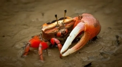 Зошто крама kulshnya?