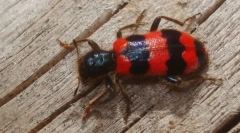 Зошто ларвата на бубачки на мајките лета на пчели?