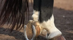 Зошто потковица коњи и како тие се прикачени?