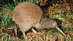 Зошто птицата киви е толку долг клун?