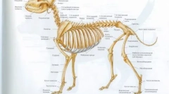 Зошто кучето е опашка