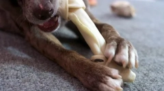 Зошто кучето му е потребен петтиот прст