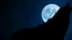 Зошто волците трошат на полна месечина?