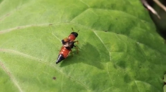 Зошто zhukam-stafilines долг светла стомак?