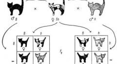 Мистериозни црни мачки: сите за нивната боја