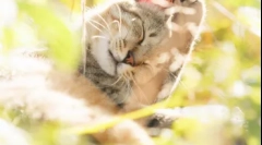 Локација на мачки: каде се душите на домашните животни по смртта во однос на различни религии