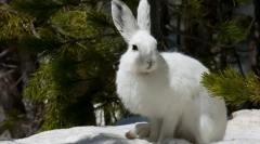 Зајак на вајт