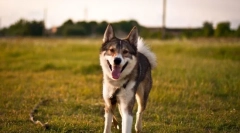 Западен сибирски lyki (слики): добар ловец и верен пријател