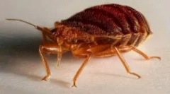 Мирис од bedbugs во станот