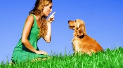 Забрана на тимот