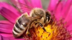 Заштита од пчели дома и во земјата