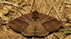 Заштита на крзнени палта од моли