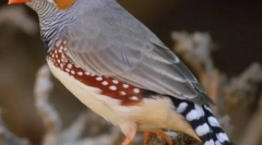 Зејбер аматина