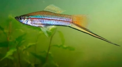 Зелени мечземи