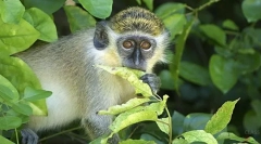 Зелена марти