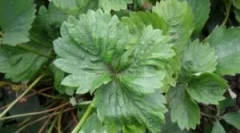 Јагода функционирам: сорти и начини за борба