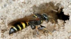 Земјата ос и опасности од соседството