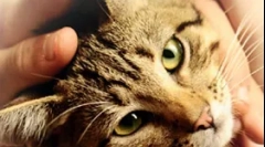 Ендокрини жлезди