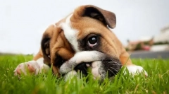 Гастроинтестинални заболувања