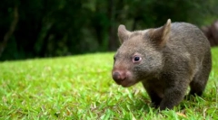 Vombat животно: симпатичен голем цицач (слика)