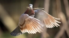 Животни планети во слики (17 парчиња)