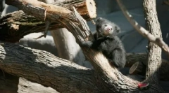 Животни планети во слики (24 парчиња)