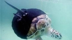 Животните со протези (8 фотографии)